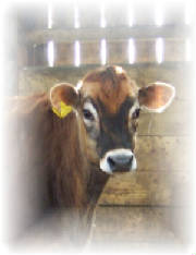 cows/cowofmonthmildred0001.jpg